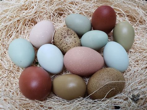 hatching brahma eggs|light brahma hatching eggs.